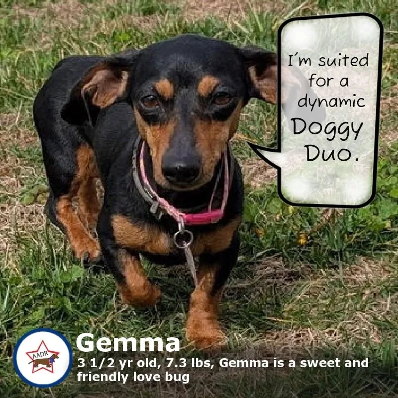 Gemma In Wi