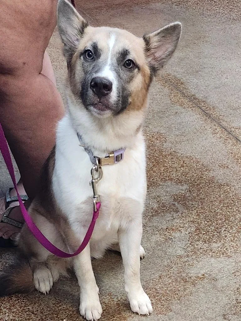 A baby medium-sized female Husky dog named Sadie Bug for adoption in Brownwood, TX
