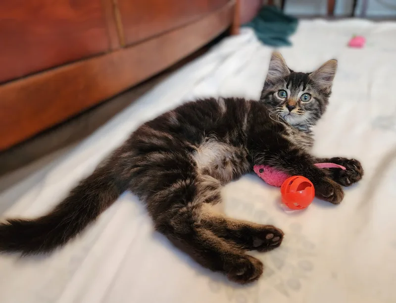 A baby medium-sized male Tabby (Brown / Chocolate) Domestic Long Hair cat named Chester for adoption in New Albany, OH