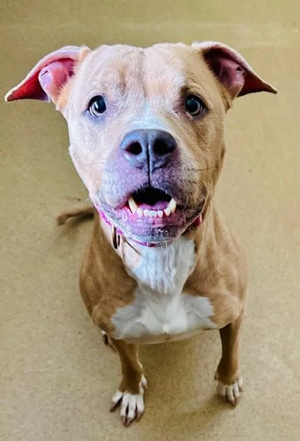 An adult medium-sized female Pit Bull Terrier dog named Skylar for adoption in Derwood, MD