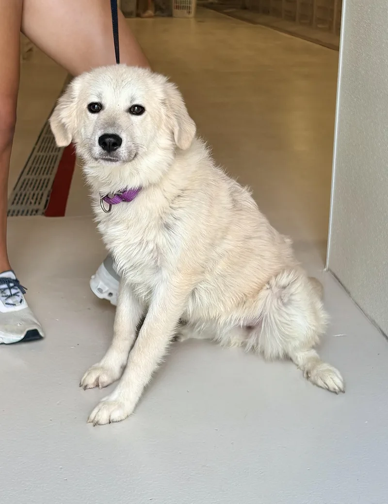 A young medium-sized female Great Pyrenees dog named Mitts for adoption in Chicago, IL