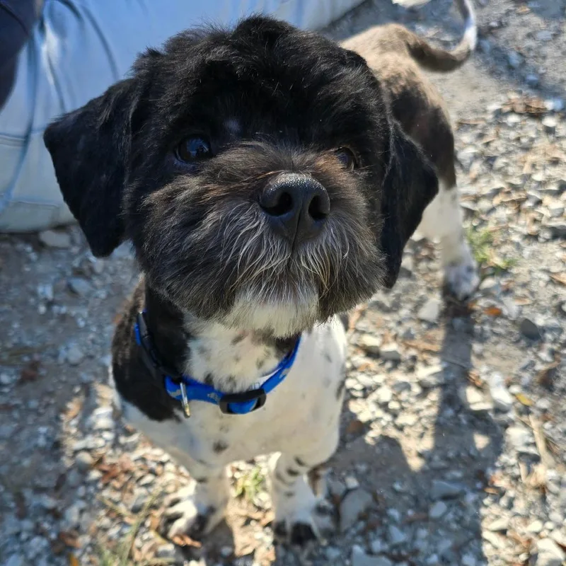 An adult small-sized male Black Shih Tzu dog named Pete for adoption in Columbia, MO