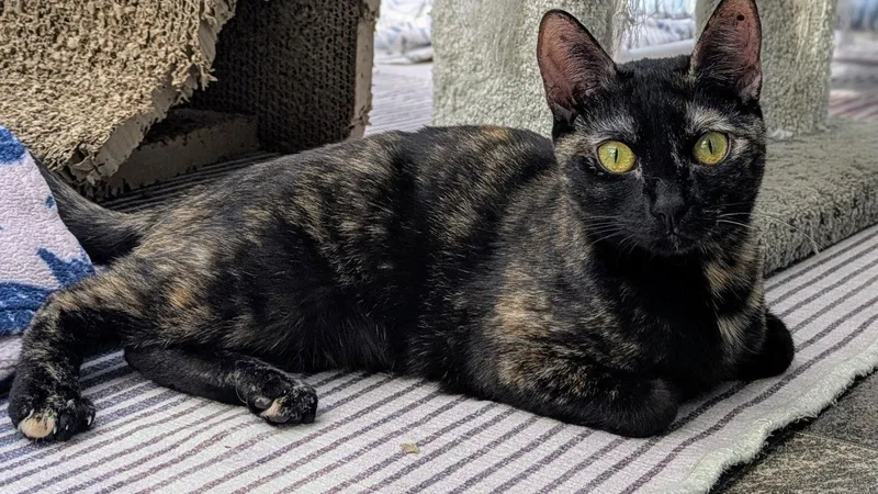 A young medium-sized female Tortoiseshell cat named Pepper for adoption in Santa Rosa, CA