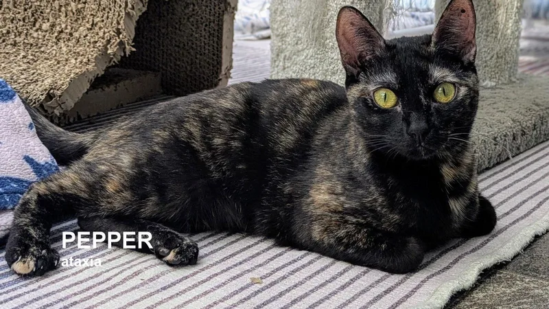 Pepper thumbnail 2