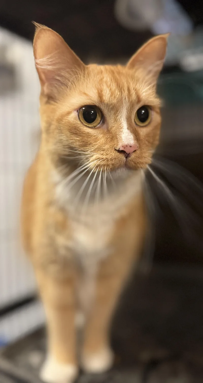 Cheddar