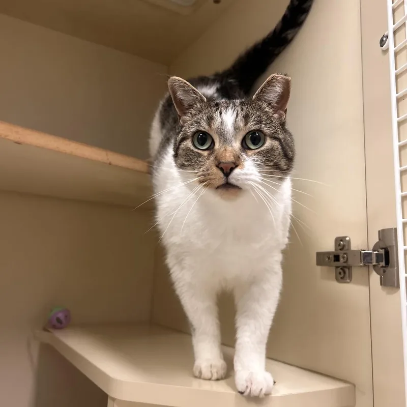 An adult small-sized male Brown / Chocolate Domestic Short Hair cat named Peanut for adoption in Waynesboro, PA