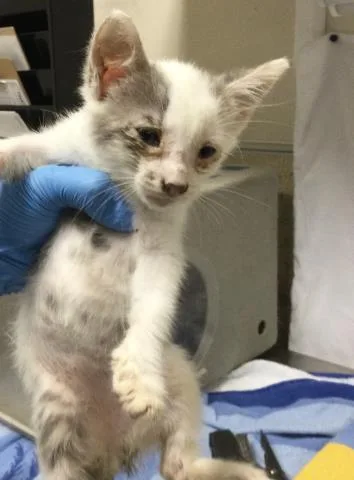 A young small-sized female Domestic Short Hair cat named Bell for adoption in Riverside, CA