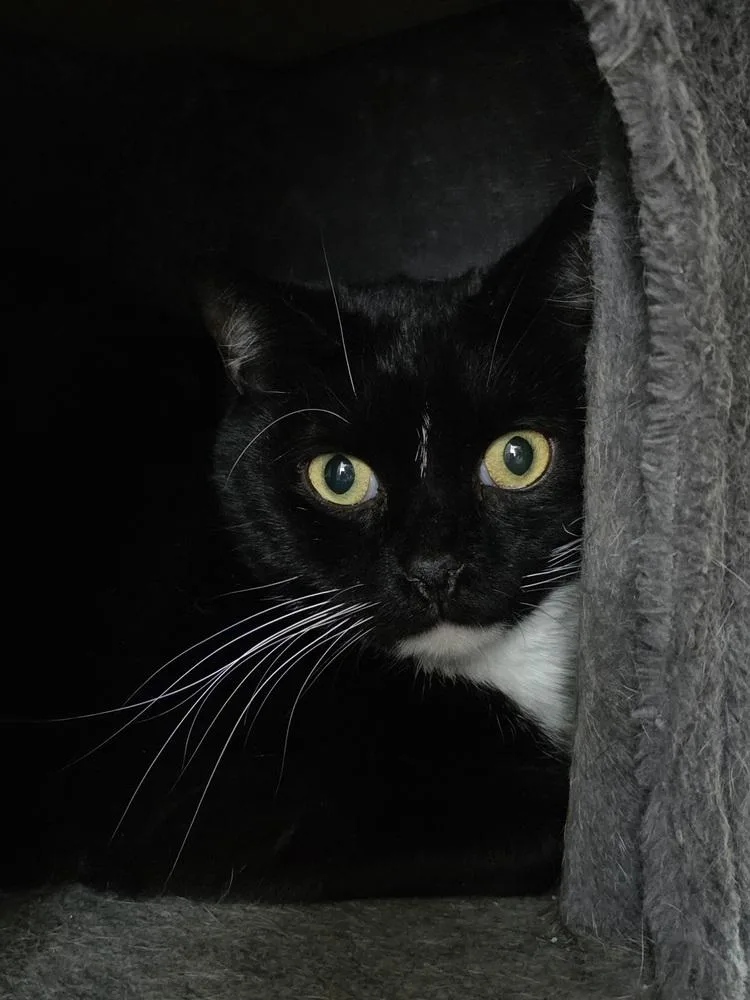 A young medium-sized male Black & White / Tuxedo Domestic Short Hair cat named Hvac for adoption in Lewisburg, TN