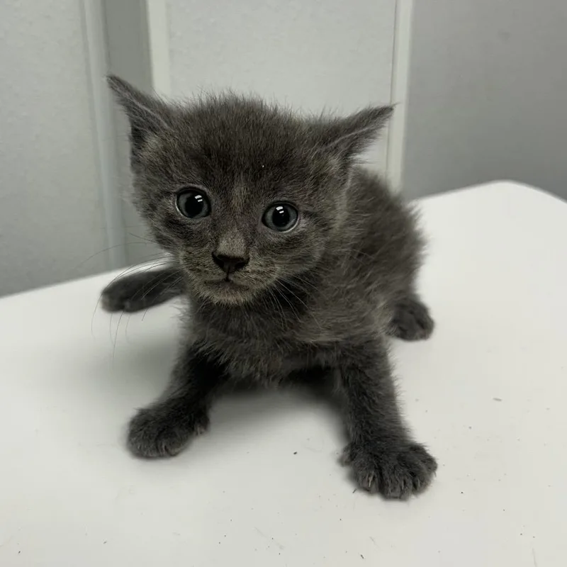 A baby small-sized male Gray / Blue / Silver Domestic Medium Hair cat named Poncho for adoption in Abilene, TX