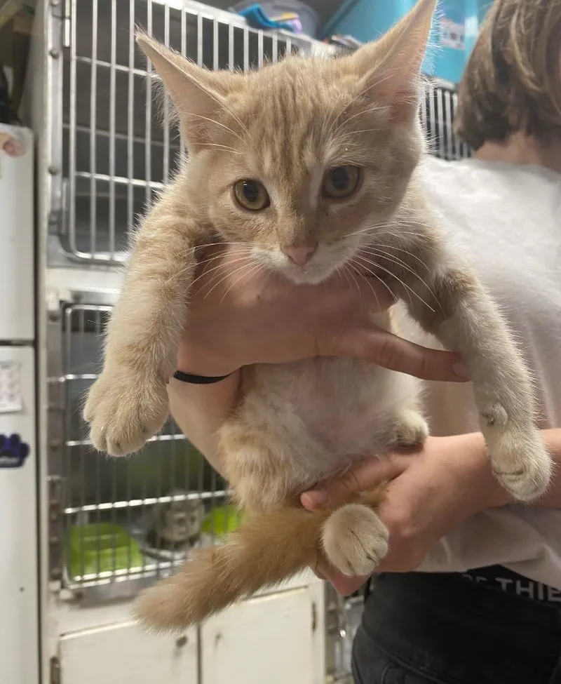 A baby medium-sized male Domestic Short Hair cat named Lightening for adoption in Hopkinsville, KY