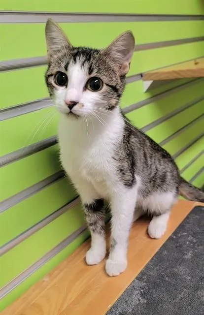 A young medium-sized female Domestic Short Hair cat named Adalyn for adoption in Saint Peters, MO