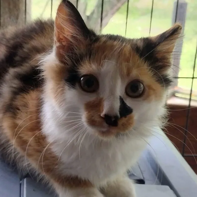 Cece