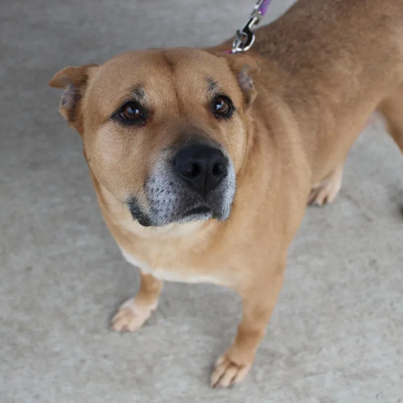 Tella Rose thumbnail 2