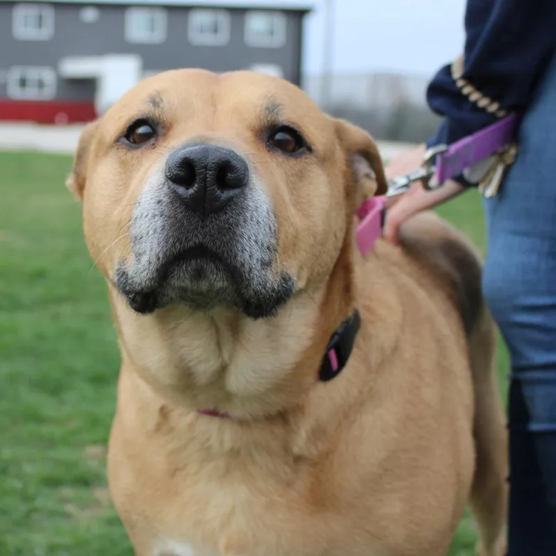 Tella Rose thumbnail 3