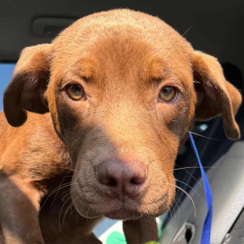 A baby medium-sized female Brown / Chocolate Chocolate Labrador Retriever dog named Puddin for adoption in Birmingham, AL