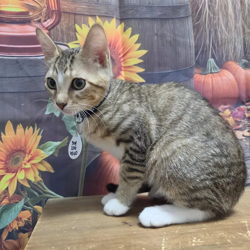 A baby small-sized male Buff / Tan / Fawn Domestic Short Hair cat named Rocky for adoption in Normal, IL