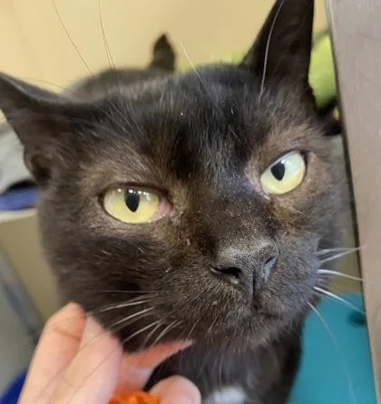 An adult medium-sized male Domestic Short Hair cat named Baloo for adoption in Fishers, IN