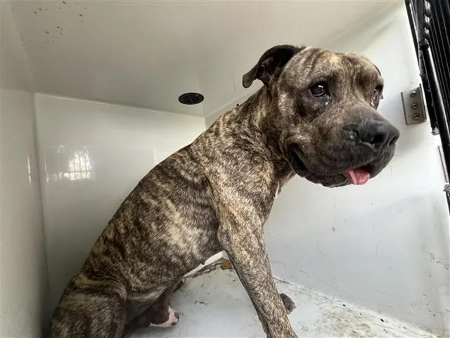 An adult extra large-sized male Cane Corso dog named A for adoption in Houston, TX