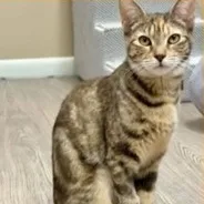 A baby small-sized female Tabby (Brown / Chocolate) Domestic Short Hair cat named Copper for adoption in Hawthorne, NJ