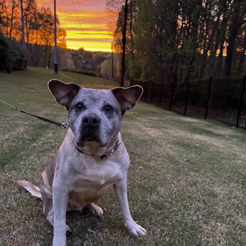 Bluebell thumbnail 2