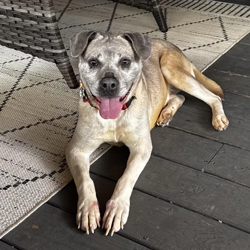 Bluebell thumbnail 3