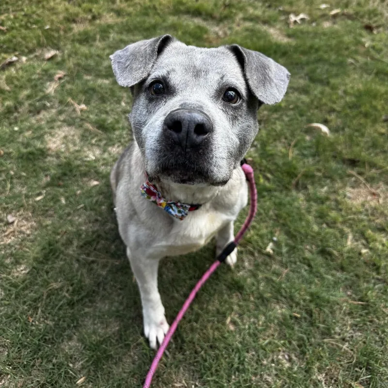 Bluebell thumbnail 4