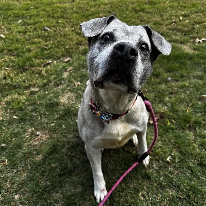 Bluebell thumbnail 5