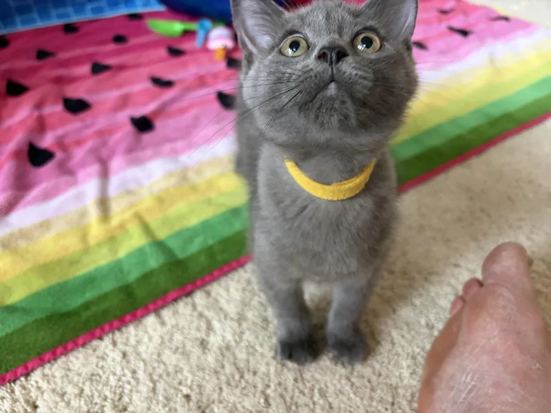 A baby medium-sized female Gray / Blue / Silver Domestic Short Hair cat named Cindrel for adoption in Walled Lake, MI