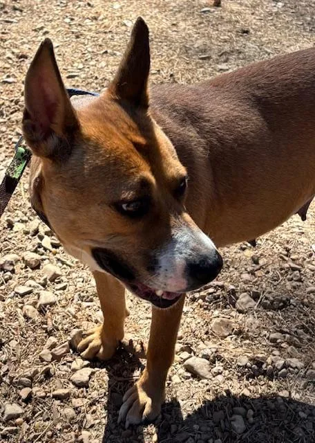 A young medium-sized female Yellow / Tan / Blond / Fawn Basenji dog named China for adoption in Andover, MA