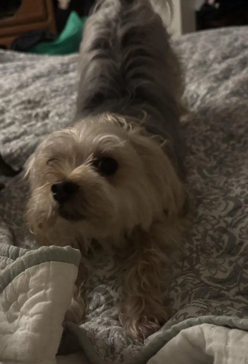 Jake& Cookie thumbnail 2