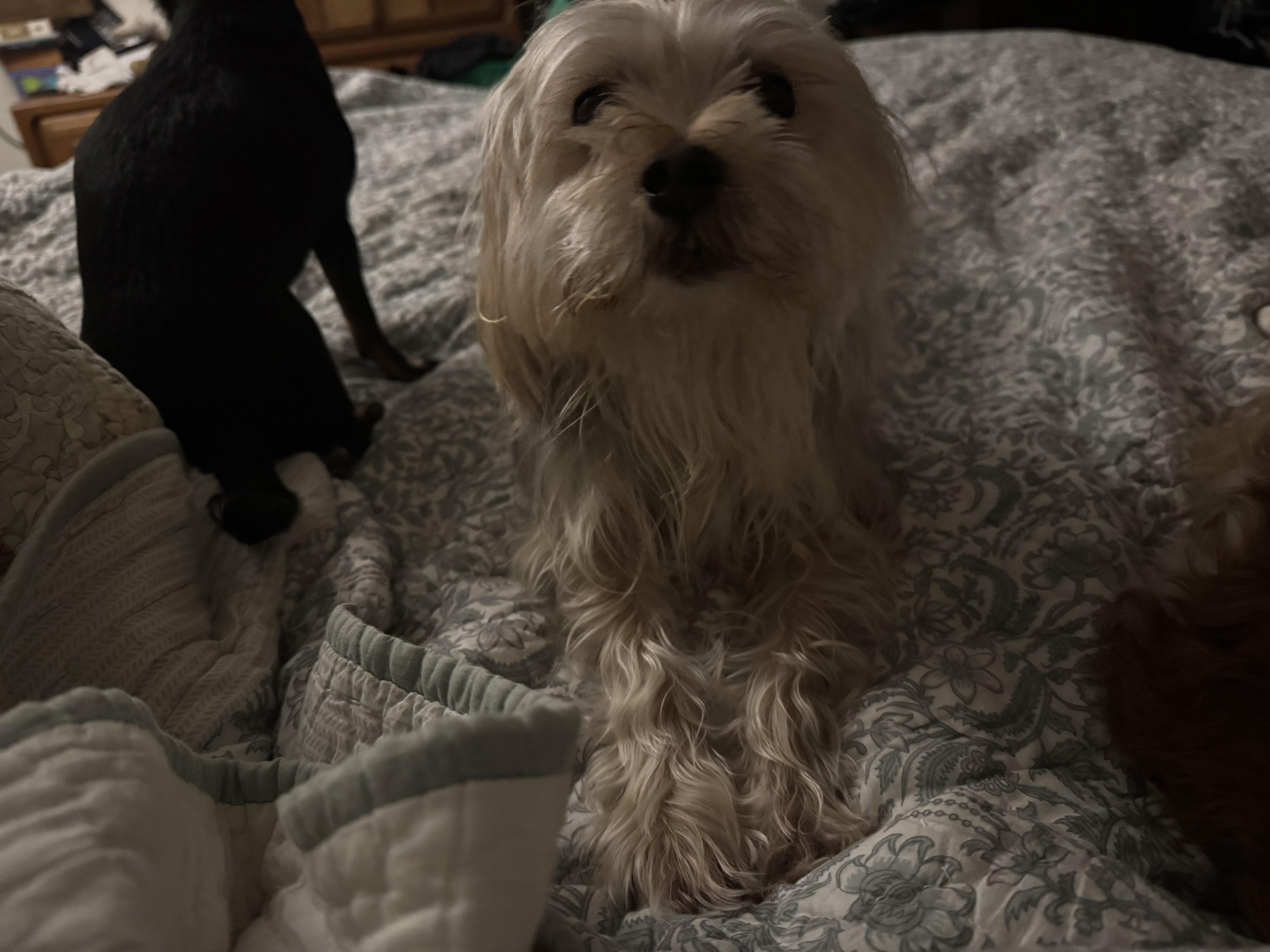 Jake& Cookie thumbnail 3