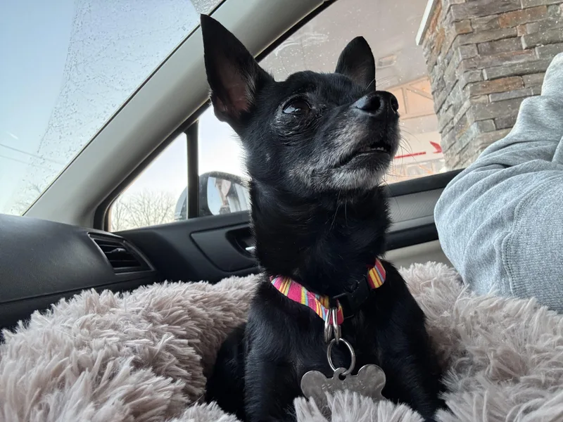 Jake& Cookie thumbnail 4