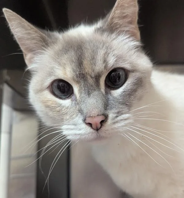 A senior medium-sized female Siamese cat named Tink for adoption in Vancouver, WA