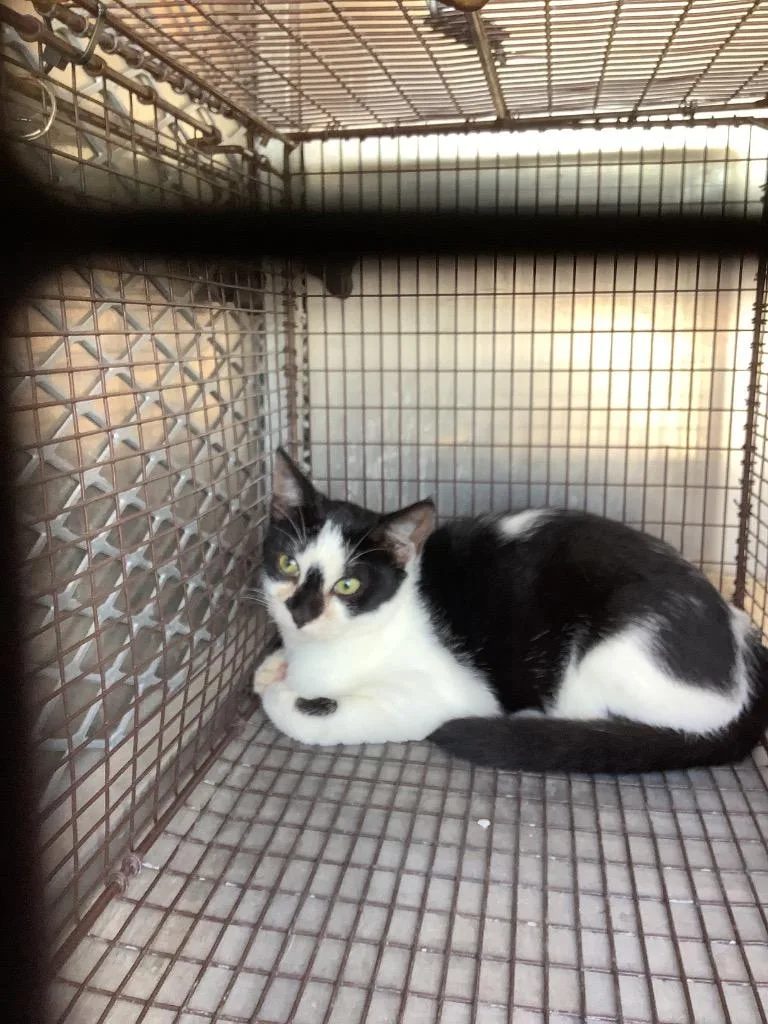 A young small-sized female Domestic Short Hair cat named Insignia for adoption in New Braunfels, TX