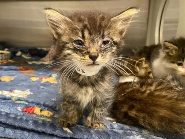 A baby small-sized male Domestic Medium Hair cat named Roy for adoption in Tustin, CA