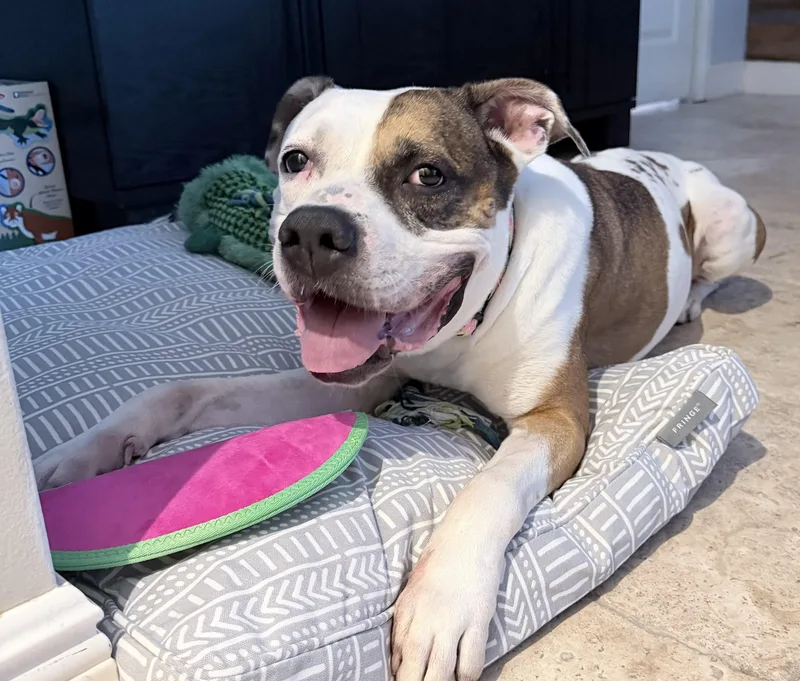 An adult large-sized male White / Cream American Bulldog dog named Droopy for adoption in Fort Lauderdale, FL