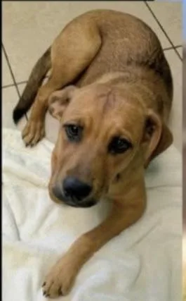 A baby medium-sized male Labrador Retriever dog named Walter for adoption in Plano, TX