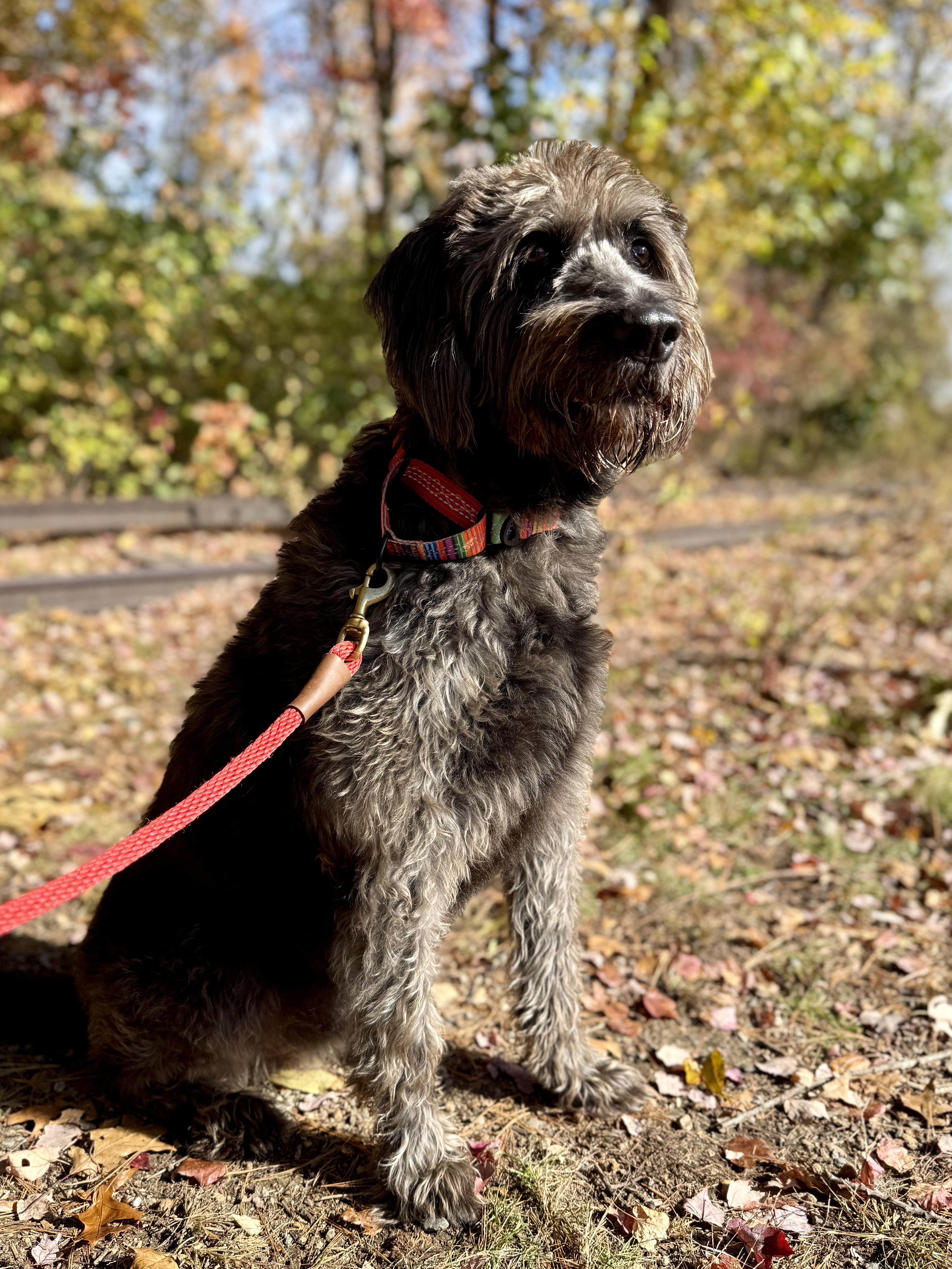 An adult large-sized female Goldendoodle dog named Mowgli for adoption in Sudbury, MA