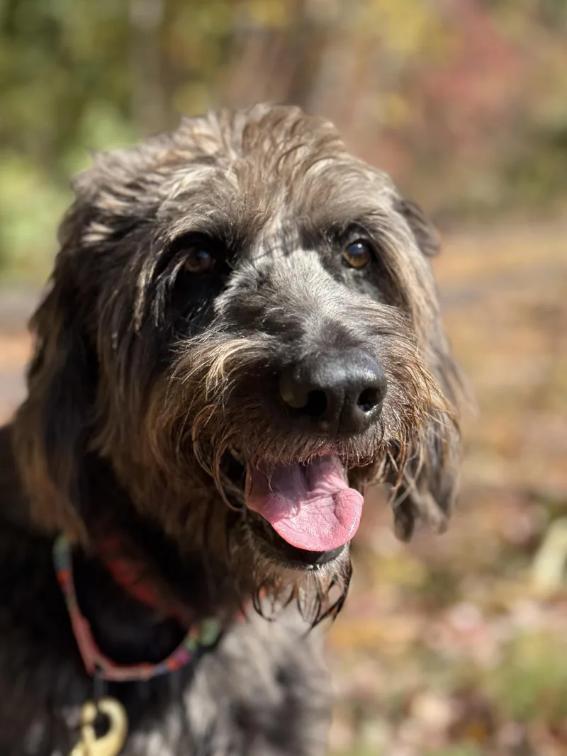 Mowgli thumbnail 3