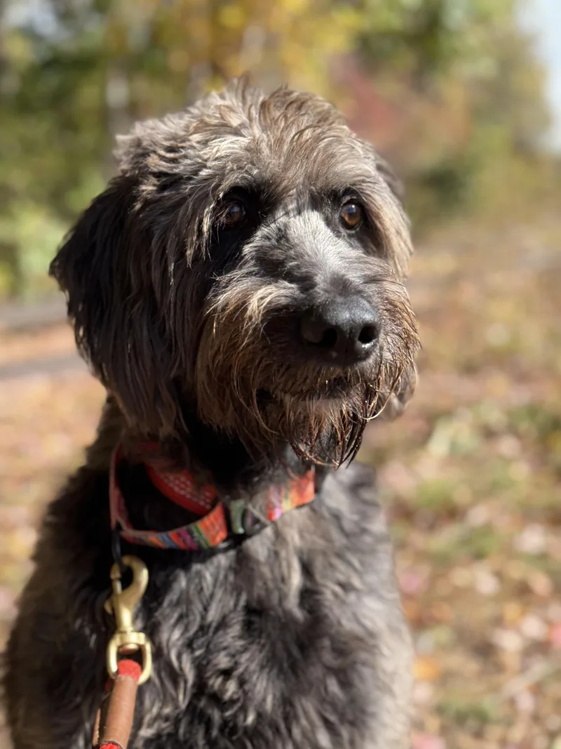 Mowgli thumbnail 4