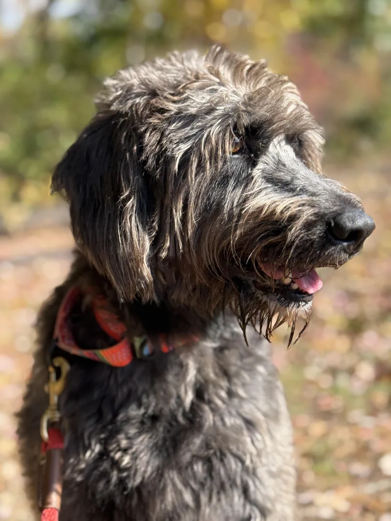 Mowgli thumbnail 5