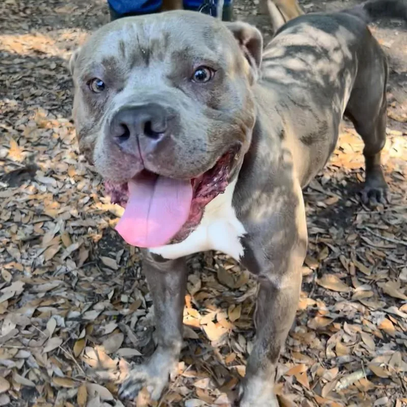 An adult medium-sized male Gray / Blue / Silver Mixed Breed dog named Billy for adoption in Summerville, SC