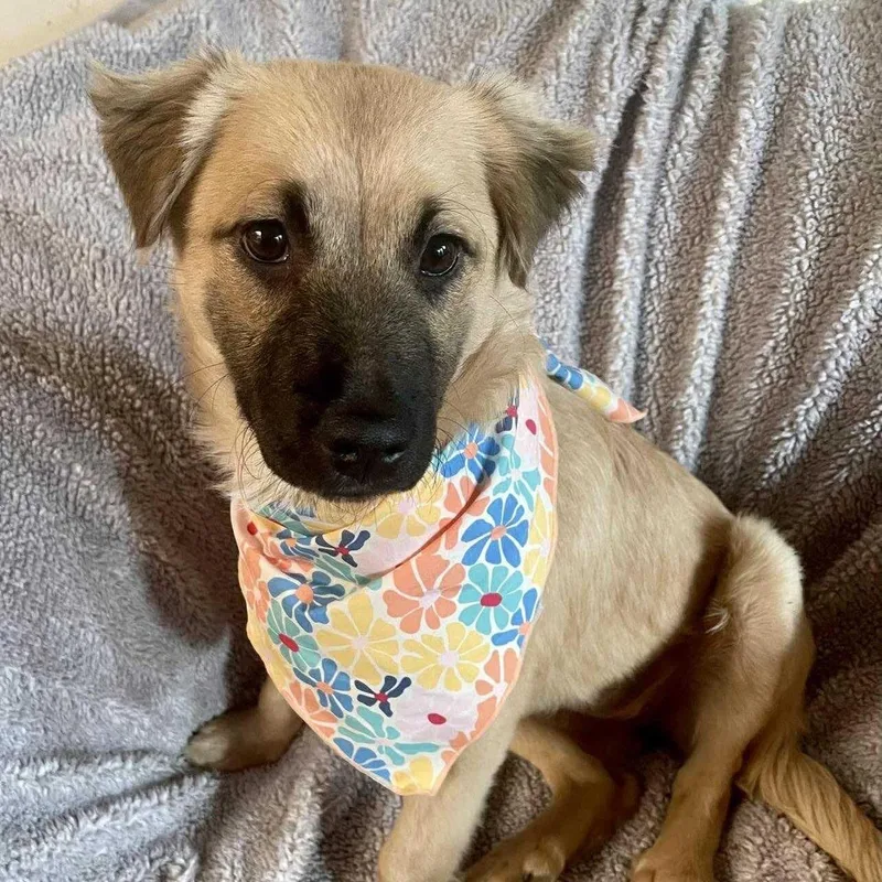 A young medium-sized female Collie dog named Poppy for adoption in San Diego, CA