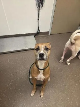 An adult medium-sized male Mixed Breed dog named Mooney for adoption in South Bend, IN