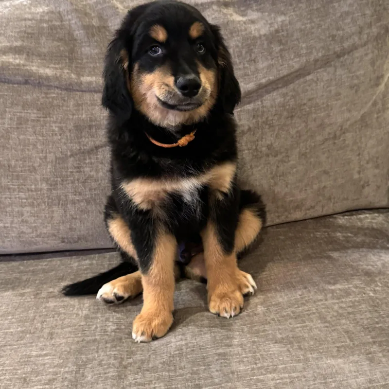 A baby large-sized male Australian Shepherd dog named Polo Lux for adoption in Fort Worth, TX