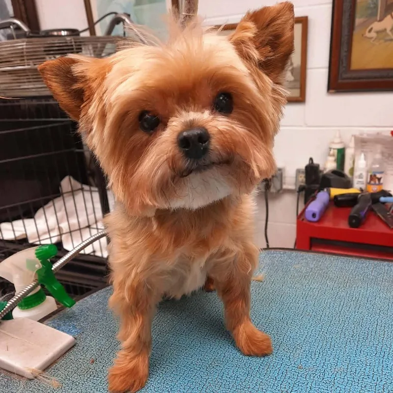 A senior small-sized female Brown / Chocolate Yorkshire Terrier dog named Chyna for adoption in Olathe, KS