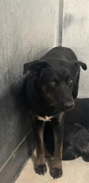 A young medium-sized female Labrador Retriever dog named Bella for adoption in Lancaster, CA