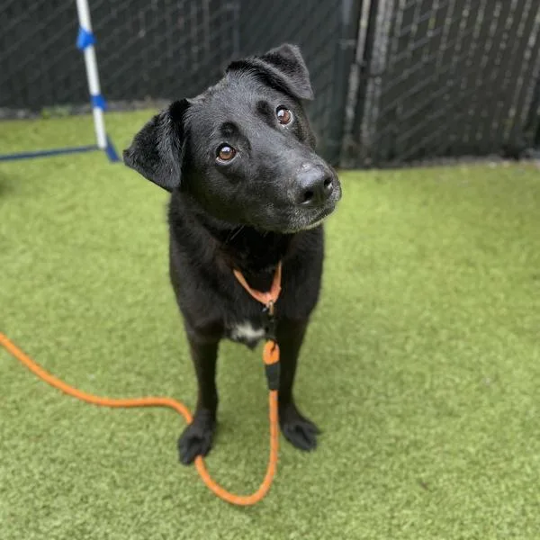 An adult large-sized male Labrador Retriever dog named Chance for adoption in Silverdale, WA