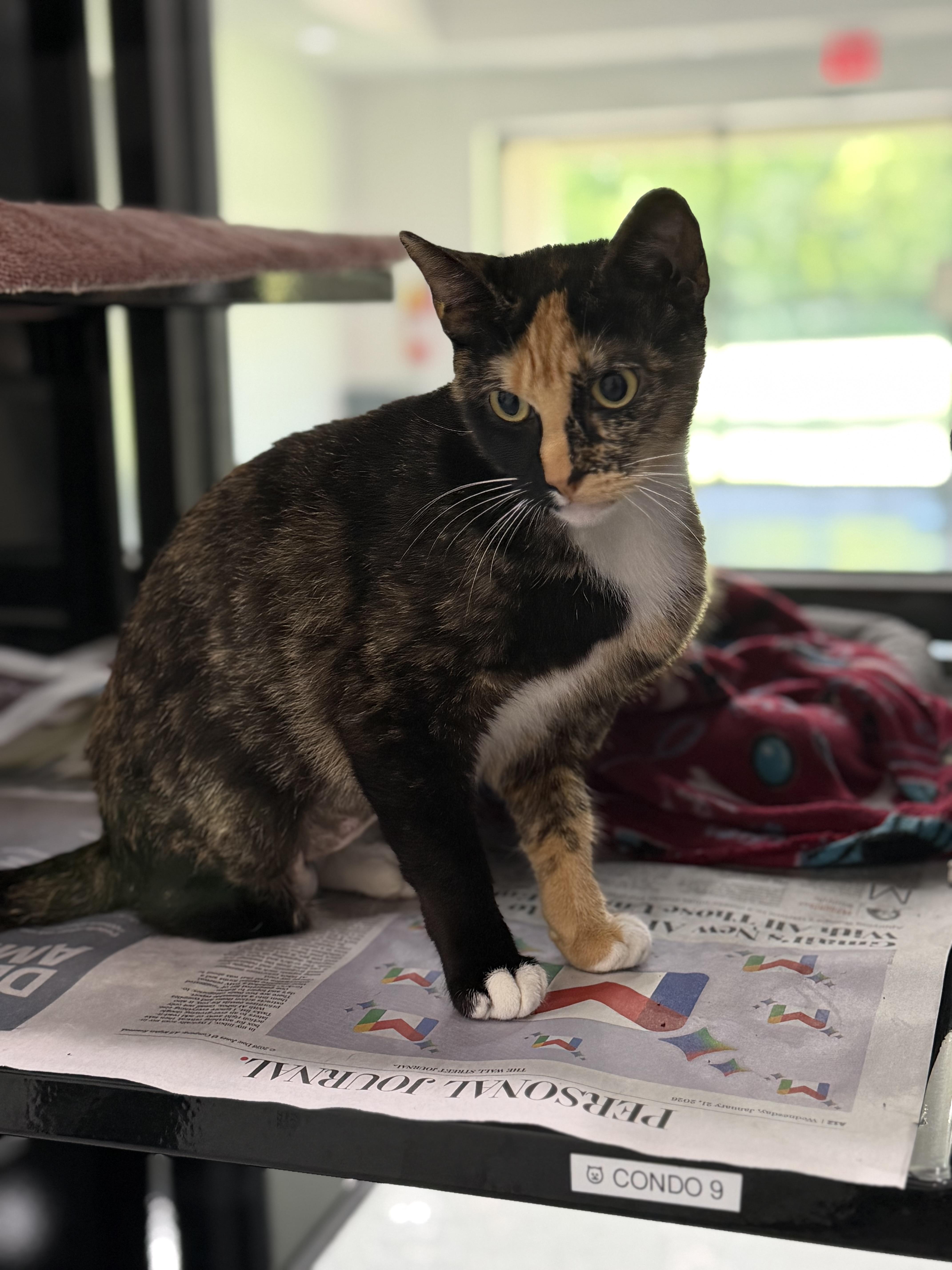 An adult medium-sized female Calico Domestic Short Hair cat named Io for adoption in Sherman, TX