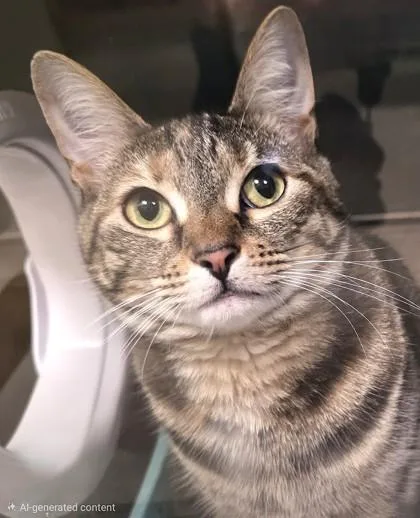 An adult medium-sized female Domestic Short Hair cat named Keekee for adoption in Fishers, IN